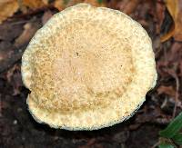 Gyroporus cyanescens image