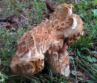 Boletus subcaerulescens image