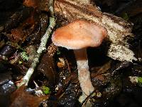 Armillaria gallica image