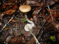 Entoloma hebes image