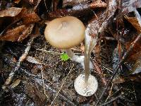 Entoloma hebes image