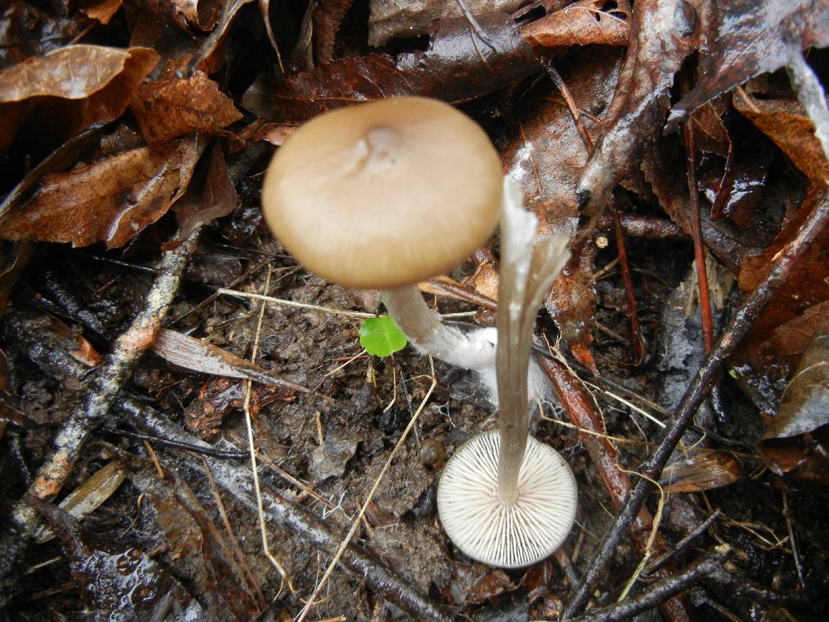 Entoloma hebes image