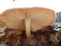 Pluteus petasatus image