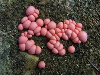 Lycogala epidendrum image