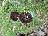 Lactarius lignyotus image