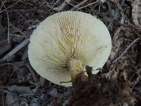 Lactarius scrobiculatus var. canadensis image