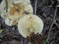 Lactarius scrobiculatus var. canadensis image