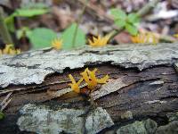 Calocera viscosa image