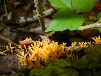 Calocera viscosa image