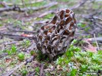 Morchella snyderi image