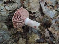 Lactarius subpurpureus image