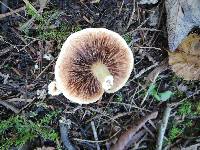 Tricholoma ustale image