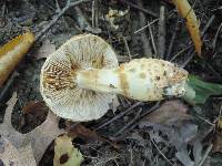 Cortinarius triumphans image