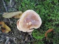 Tricholoma ustale image