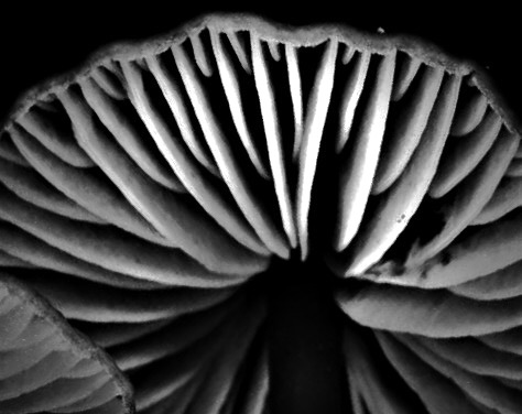 Entoloma mammosum image