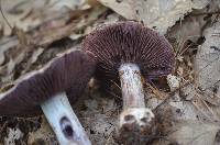 Cortinarius alboviolaceus image