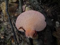 Fistulina hepatica image