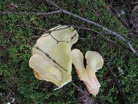 Laetiporus huroniensis image