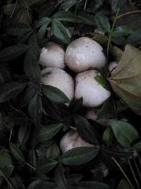 Agaricus californicus image