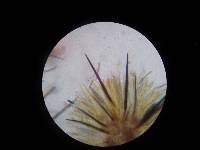 Trichoglossum farlowii image