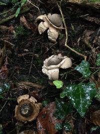 Geastrum triplex image