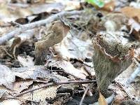 Craterellus fallax image