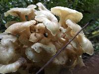 Polyporus umbellatus image