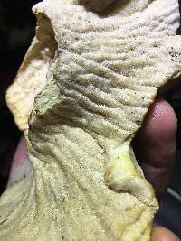 Hypomyces macrosporus image