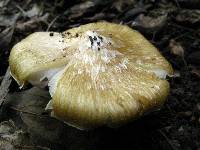 Inocybe rimosa image