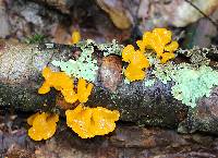 Dacryopinax spathularia image