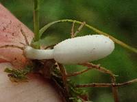 Coprinopsis friesii image