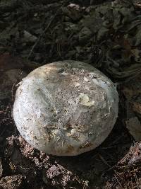 Catathelasma ventricosum image