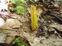 Clavulinopsis fusiformis image