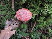 Suillus spectabilis image