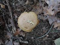 Suillus acidus image