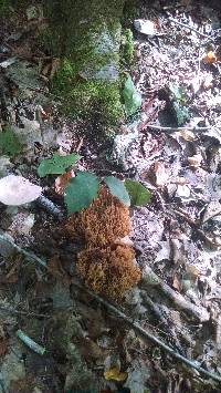 Ramaria stricta image
