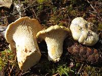 Cantharellus subalbidus image