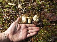 Cantharellus subalbidus image