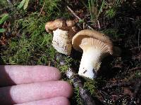 Cantharellus subalbidus image