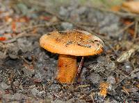 Tricholoma aurantium image