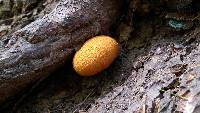 Buchwaldoboletus lignicola image