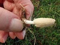 Coprinopsis cinerea image