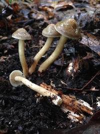 Agrocybe firma image