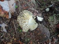 Russula rubra image