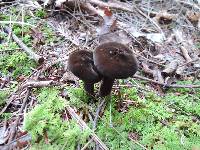 Lactarius lignyotus var. nigroviolascens image