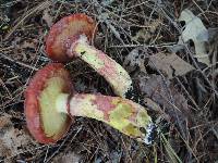 Suillus spectabilis image