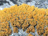 Xanthoria elegans image