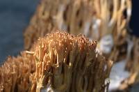 Ramaria formosa image