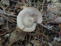 Hygrocybe lacmus image