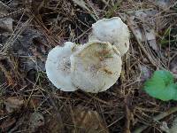 Tricholoma scalpturatum image